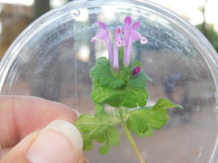 Lamium amplexicaule