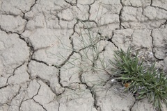 Astragalus convallarius