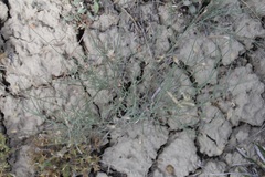 Astragalus convallarius