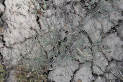 Astragalus convallarius