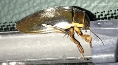 Dytiscus marginalis
