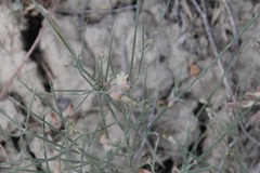Astragalus convallarius