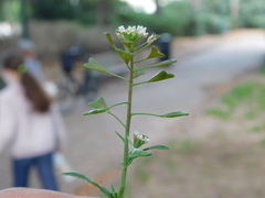 Capsella bursa-pastoris
