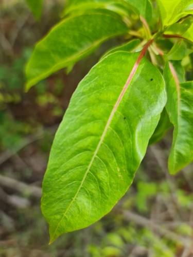 Paracarphalea kirondron