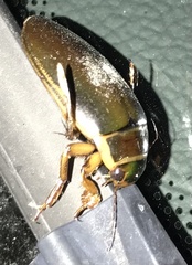 Dytiscus marginalis