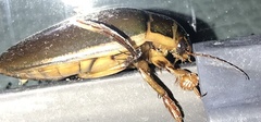 Dytiscus marginalis