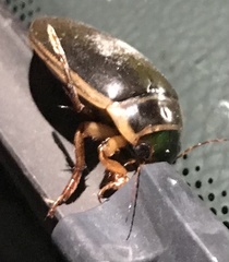 Dytiscus marginalis
