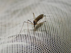 Limoniinae