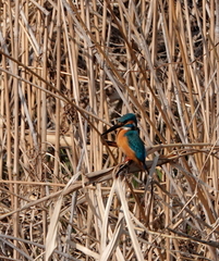 Alcedo atthis