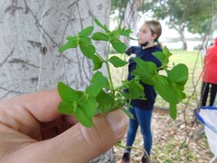 Euphorbia peplus