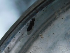 Brachycera