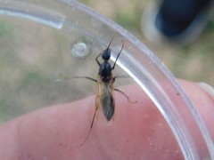 Formicidae