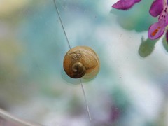 Cornu aspersum