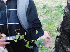 Lamium amplexicaule