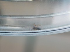 Linyphiidae