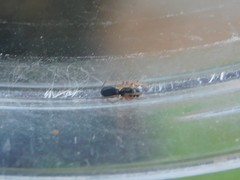 Linyphiidae