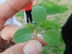Sonchus oleraceus
