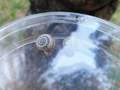 Monacha syriaca