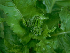 Urospermum picroides