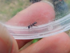 Messor ebeninus