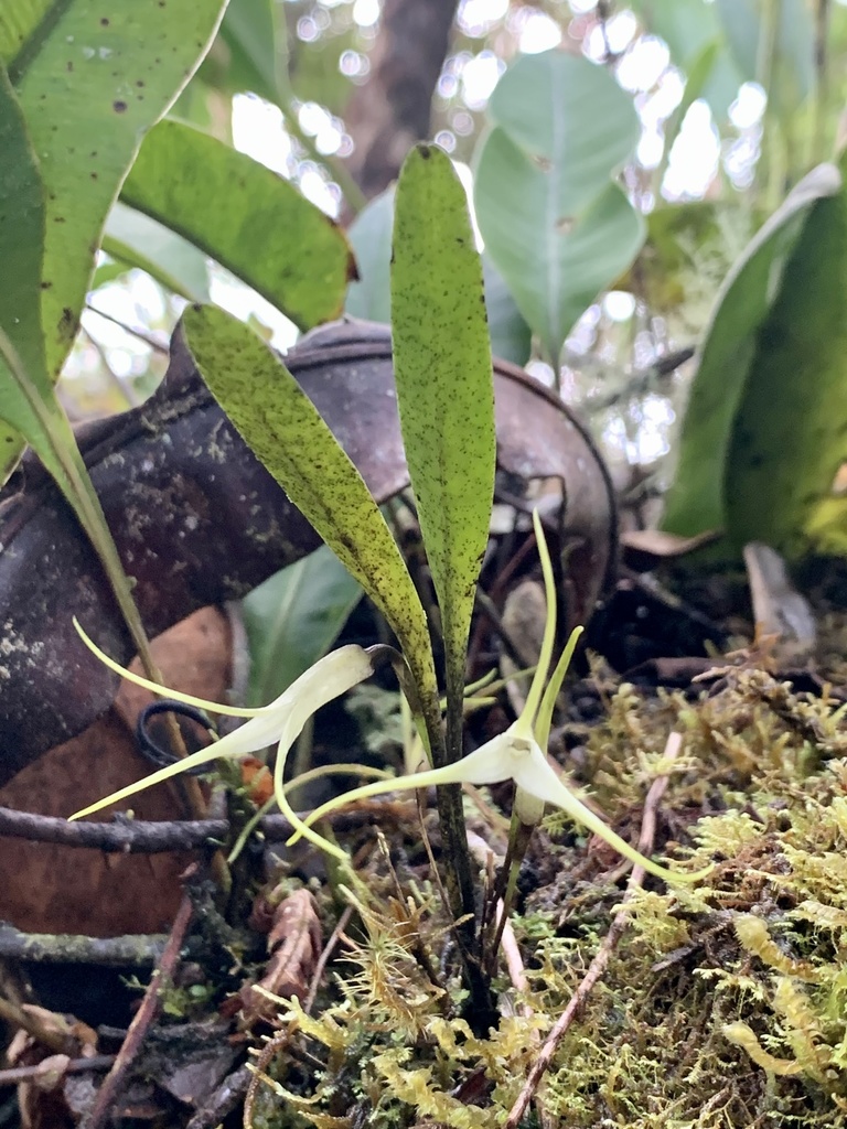 Masdevallia tubulosa