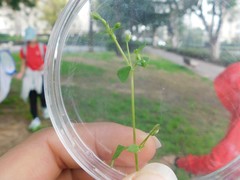 Stellaria media