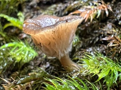 Singerocybe