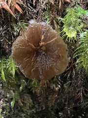 Singerocybe