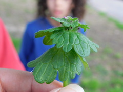Lamium amplexicaule