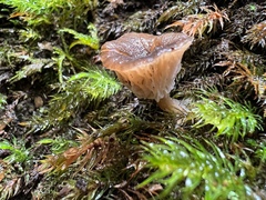 Singerocybe