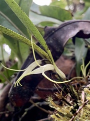 Masdevallia