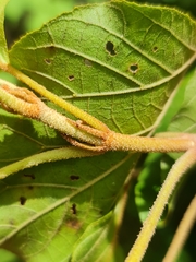 Croton bathianus image