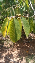 Bridelia pervilleana