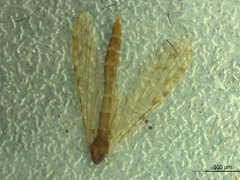 Rhipidia punctiplena