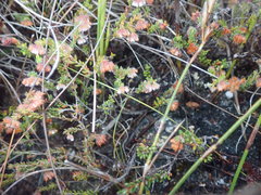 Erica ioniana
