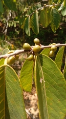 Bridelia pervilleana