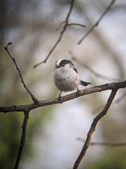 Aegithalos caudatus
