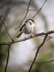 Aegithalos caudatus