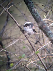 Aegithalos caudatus