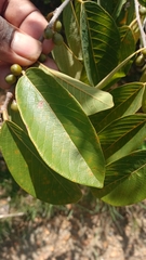 Bridelia pervilleana
