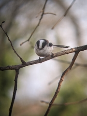 Aegithalos caudatus