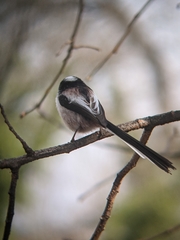 Aegithalos caudatus