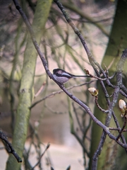Aegithalos caudatus