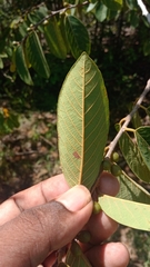 Bridelia pervilleana