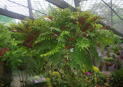 Drynaria meyeniana