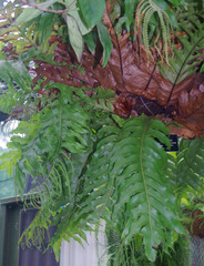 Drynaria meyeniana