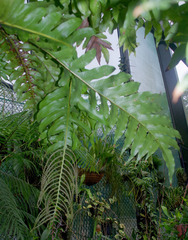 Drynaria meyeniana