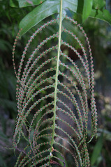 Drynaria meyeniana