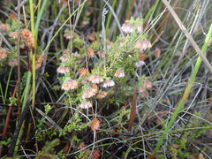 Erica ioniana