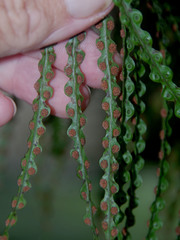 Drynaria meyeniana